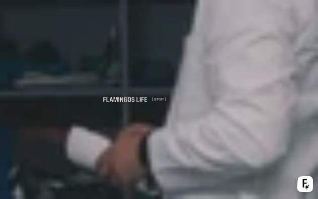 Flamingos' Life storefront