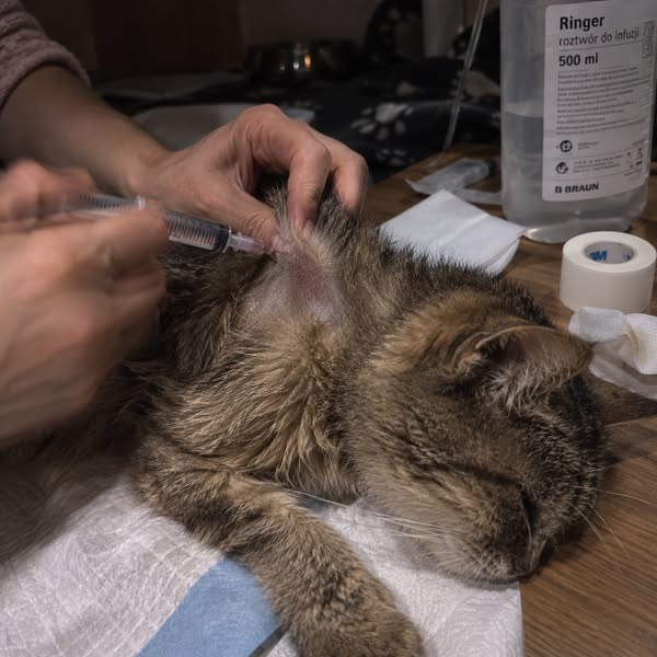 Leggi questo se hai un gatto