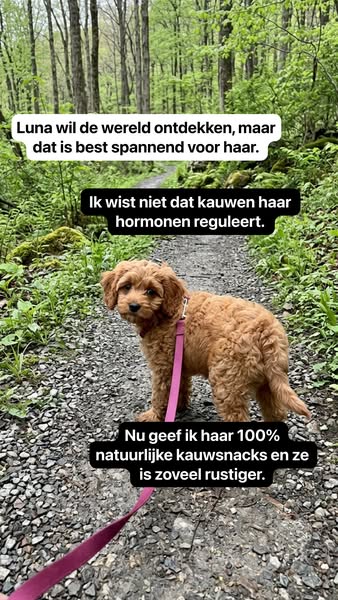 Ontdek de snackbox voor jouw puppy