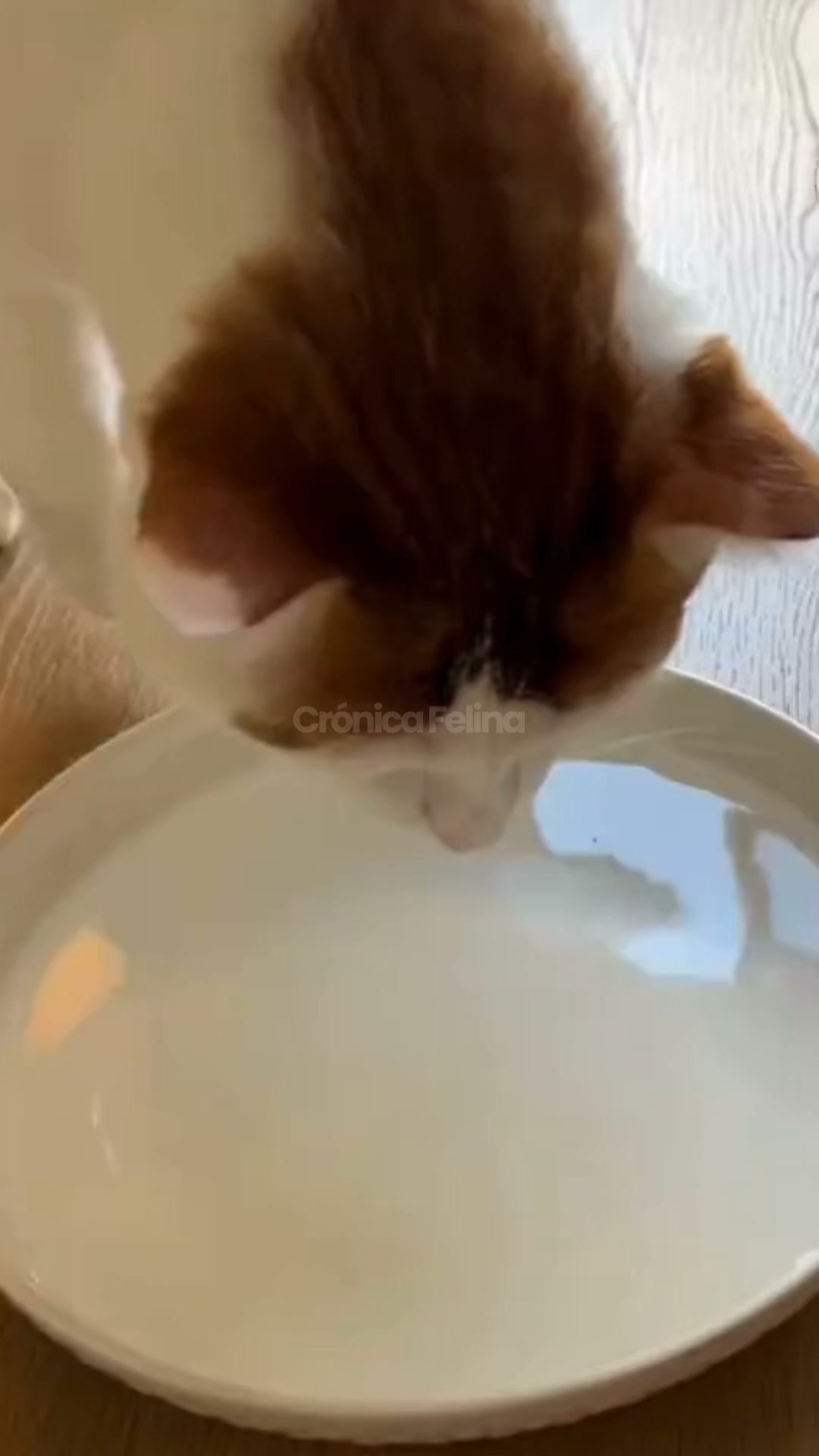 Si tu gato bebe de un cuenco ... LEE ESTO