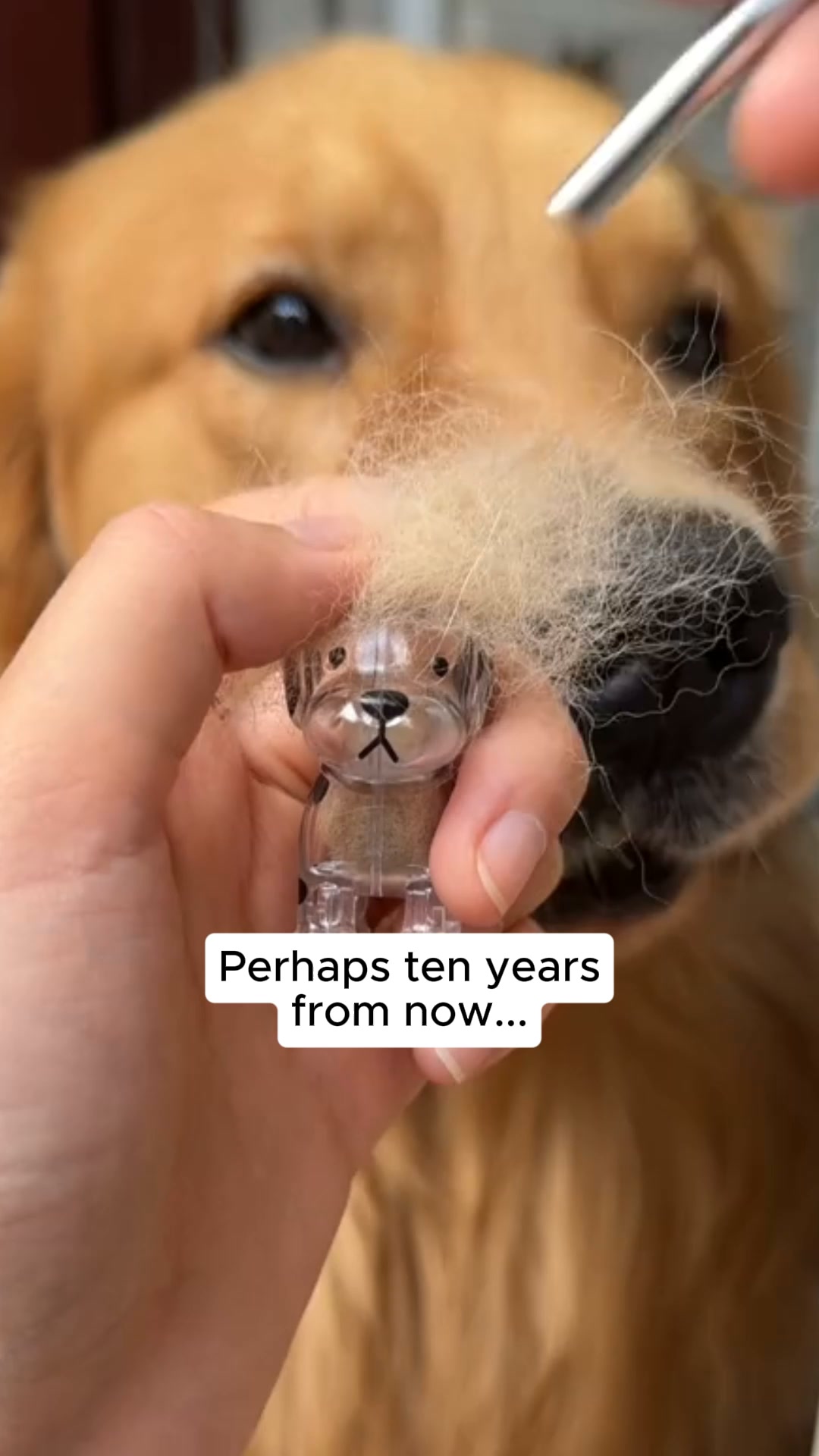#1 Pet Memory