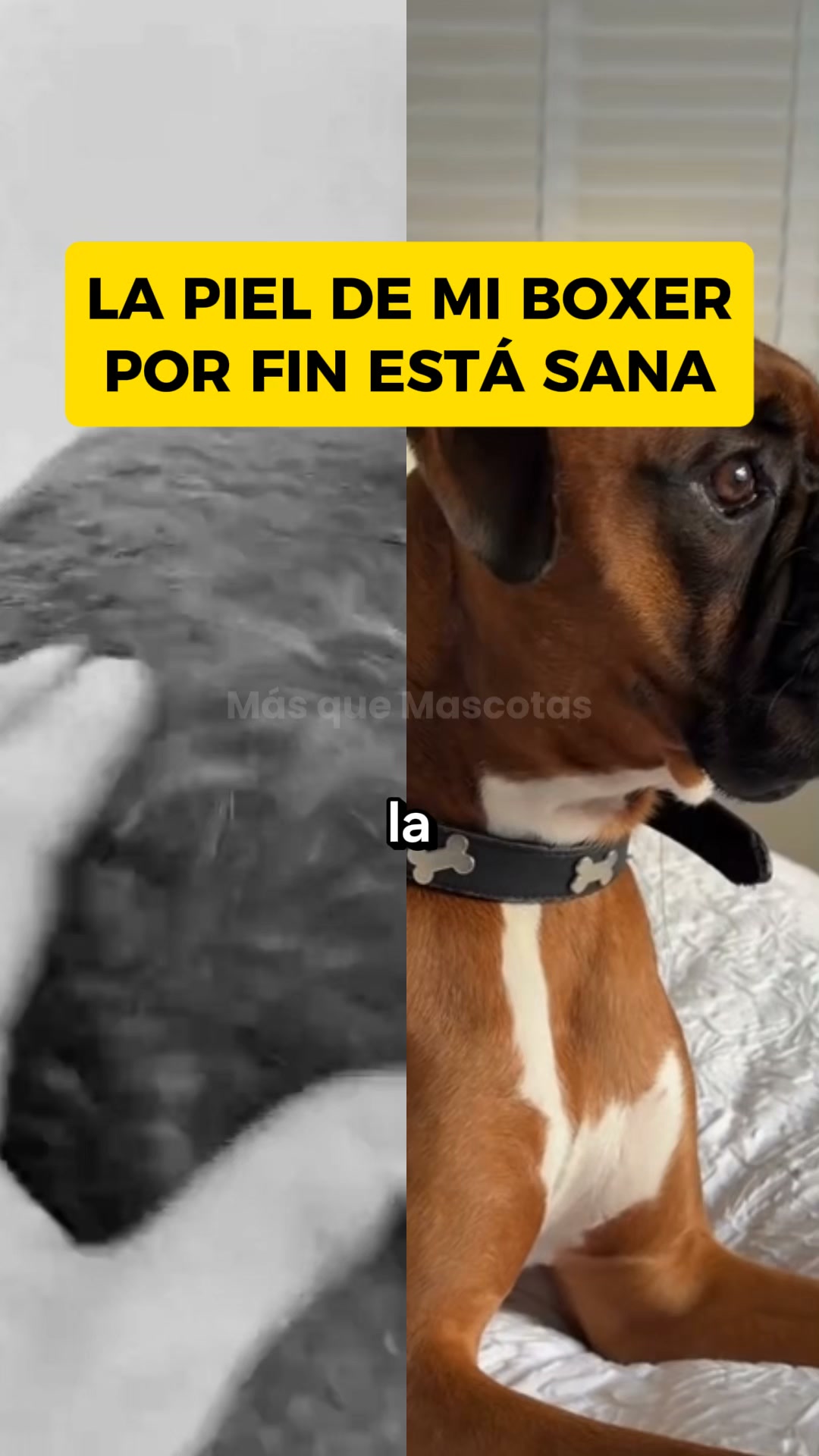 Si ya no sabes como proteger a tu perro... Lee esto