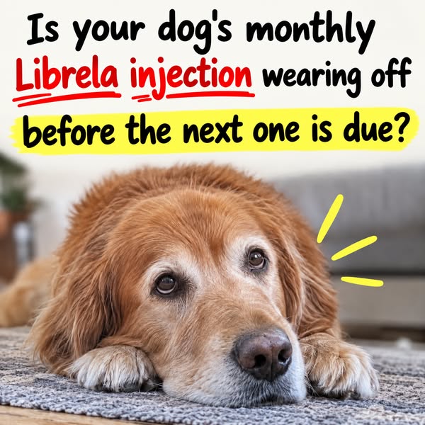 Already Using Librela? Discover Collagen