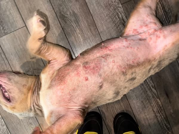 Sto per sfogarmi. Se il tuo cane prende l'Apoquel, leggi.