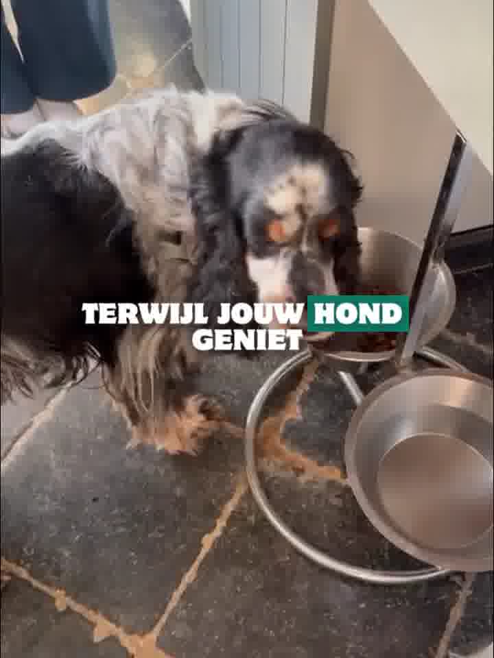 Dit wist je niet over de tanden van je hond