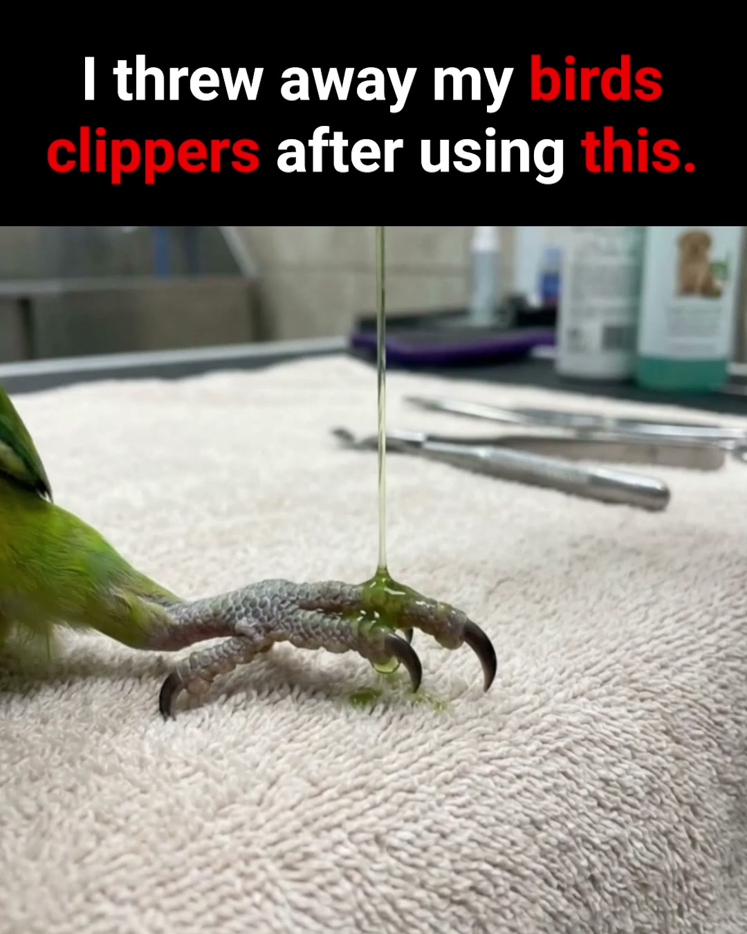 Stress-Free Nail Grooming for Your Bird!