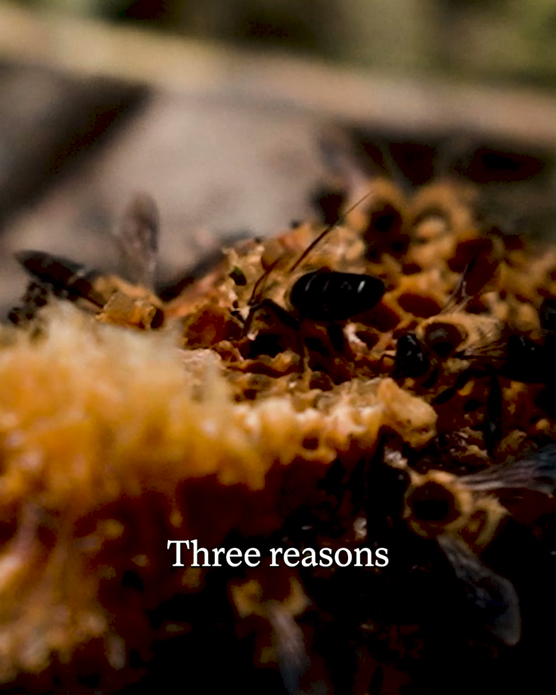 Better buzz. No hangover. Just honey.