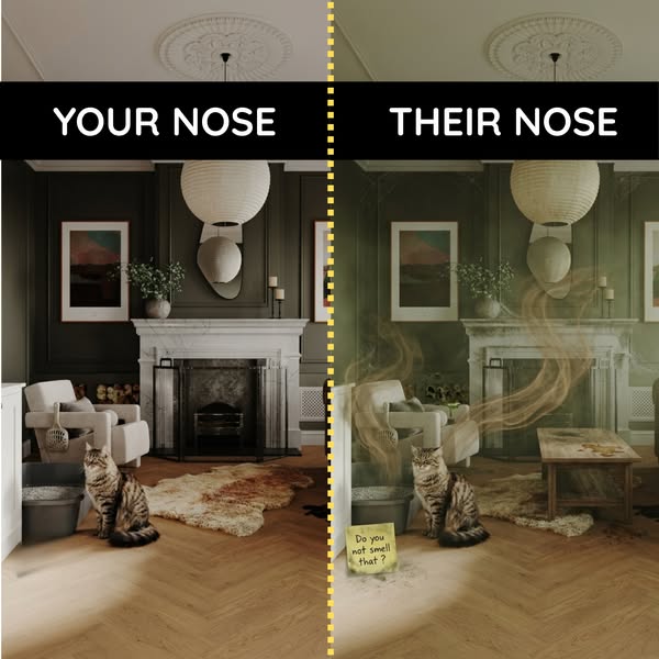 Get Rid of the Cat Pee Smell In Your Home (MUST READ)