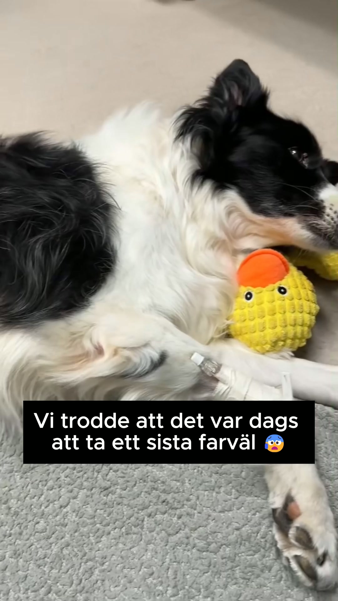 Ledgodis som faktiskt funkar