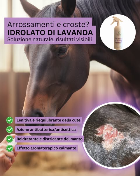 Il tuo cavallo ha lesioni, croste o infezioni batteriche