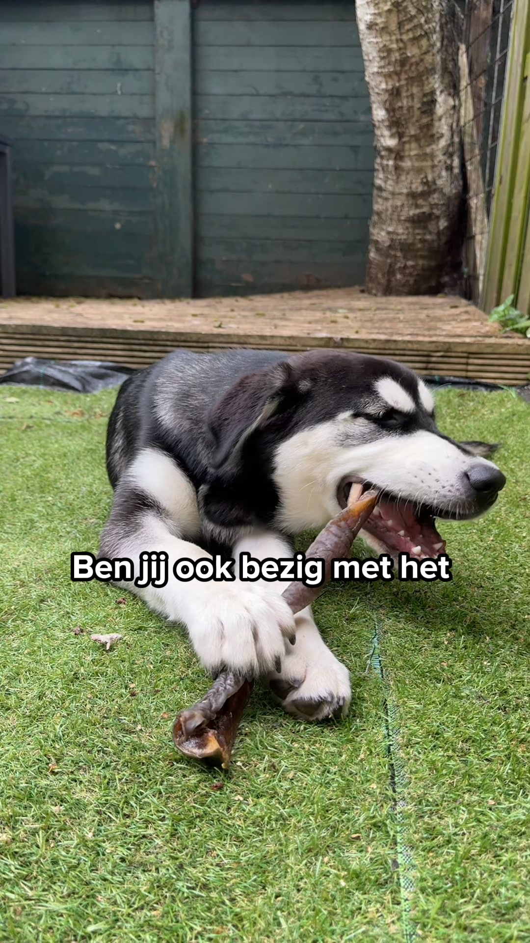 Ontdek de snackbox voor jouw puppy