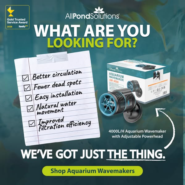 Keep Your Aquarium Healthy