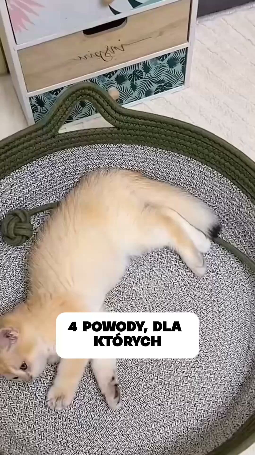 Podaruj kotu własne terytorium