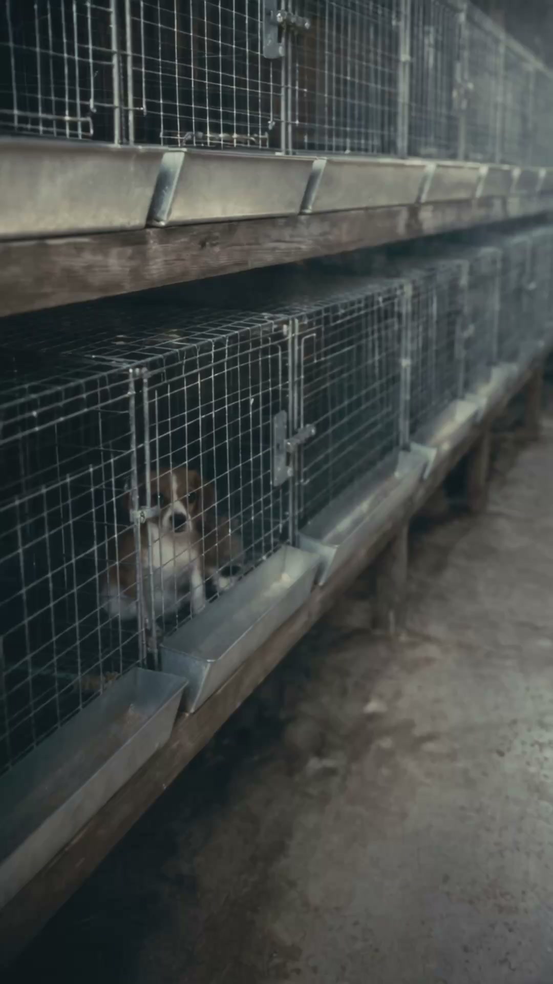 Why My Rescue Dog Lived Under The Bed
