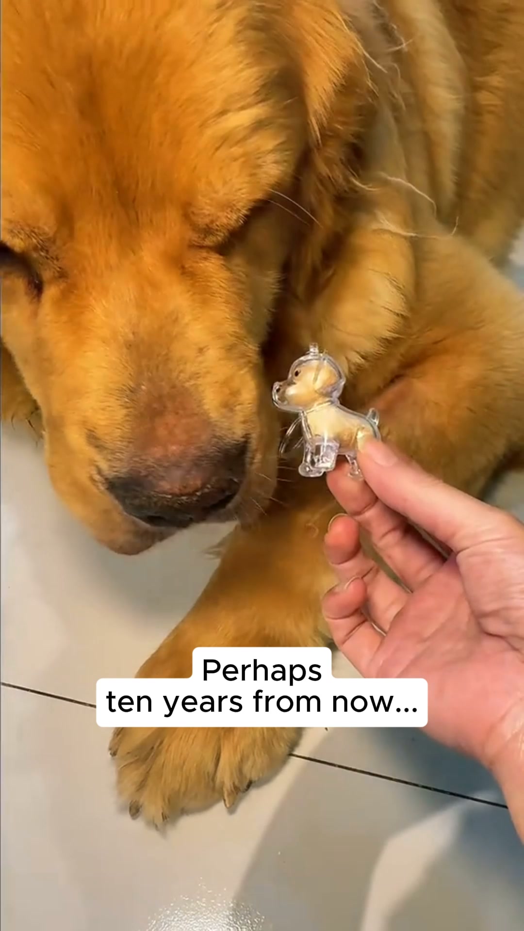 #1 Pet Memory