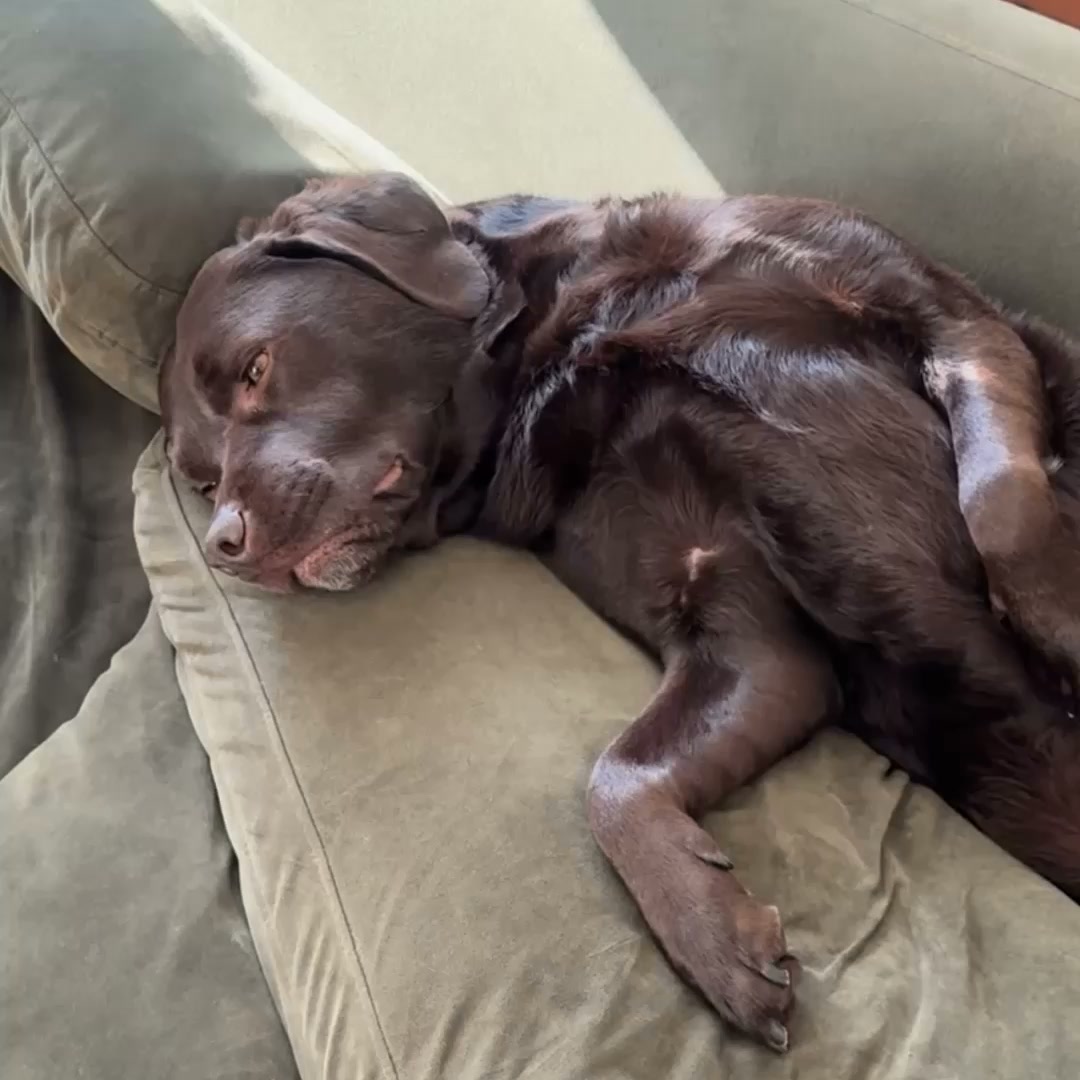 Laat je hond veel scheten?