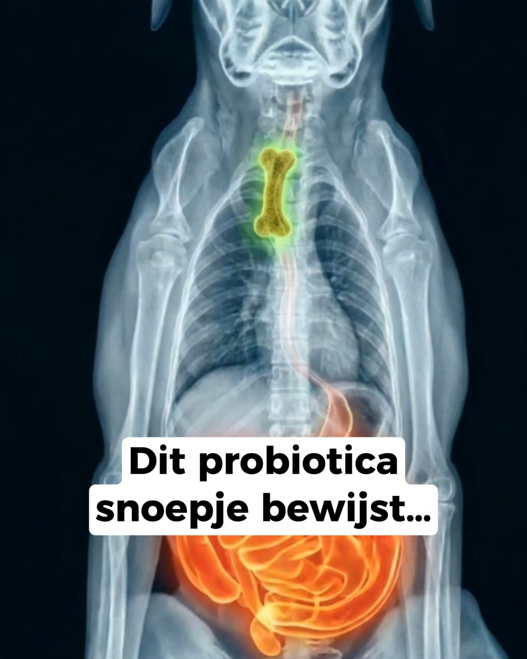 Duizenden baasjes kiezen voor deze oplossing!