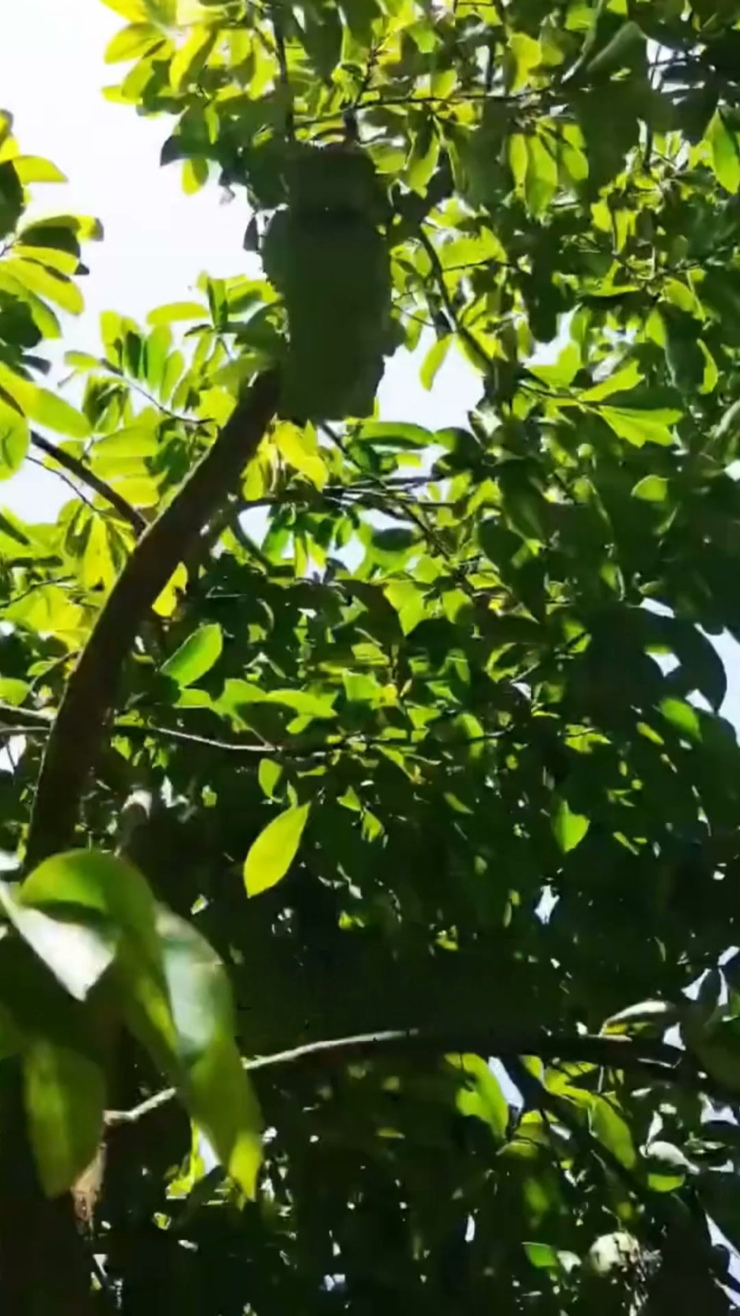 Explore the Power of Soursop Today!