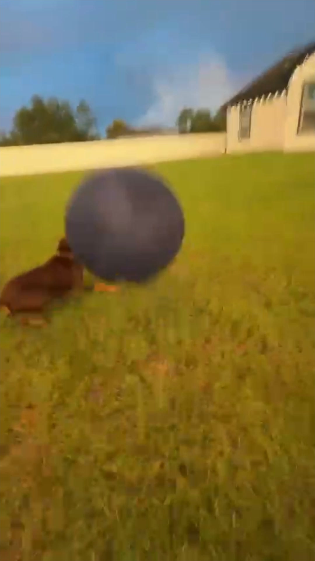 #1 Hunde Ball