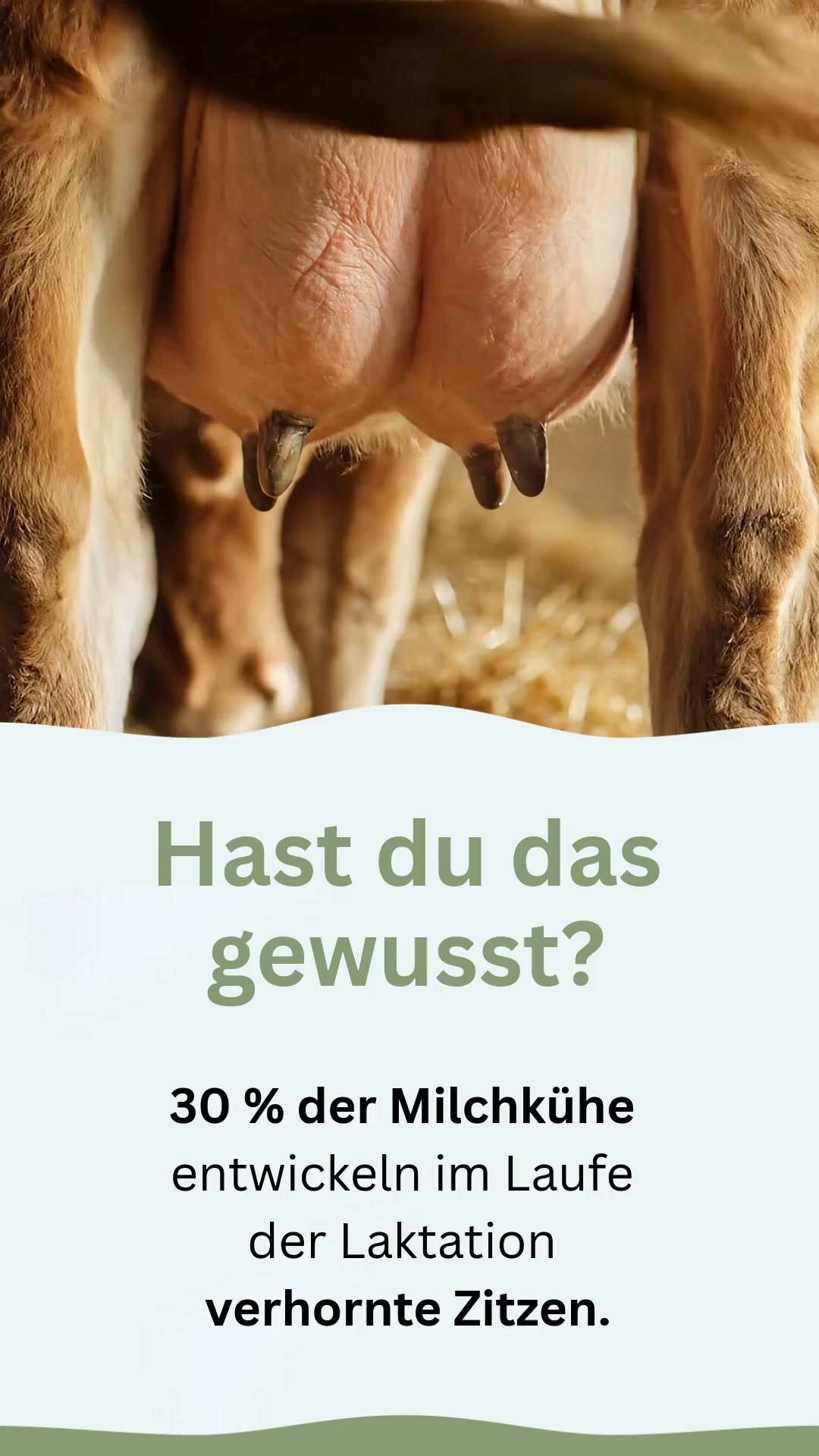 Verhornte Zitzen richtig pflegen