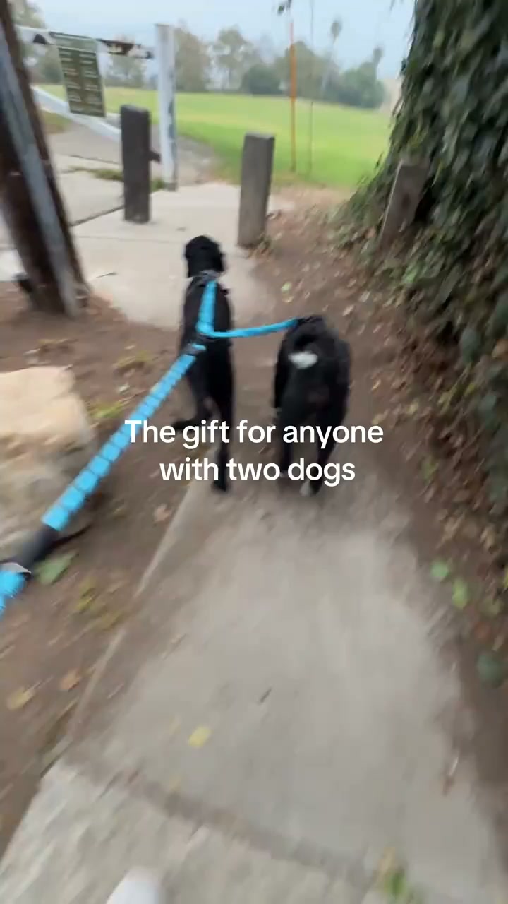 They Cross. The Leash Doesn’t.