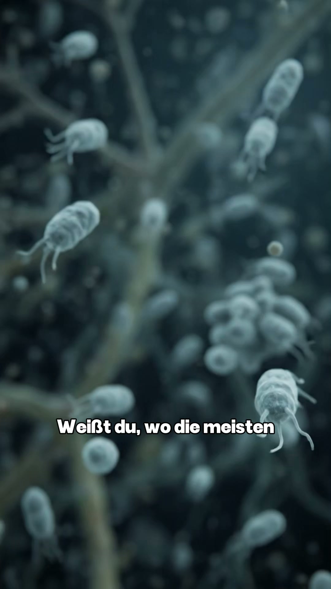 Jetzt Sichern - 2+1 GRATIS
