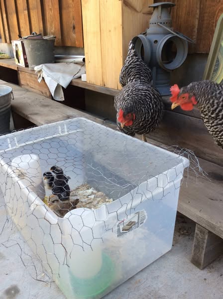 Your Hens Are Costing You More Than They Should