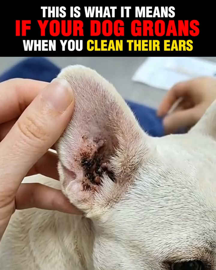 Vet reveals simple fix for dog joint pain