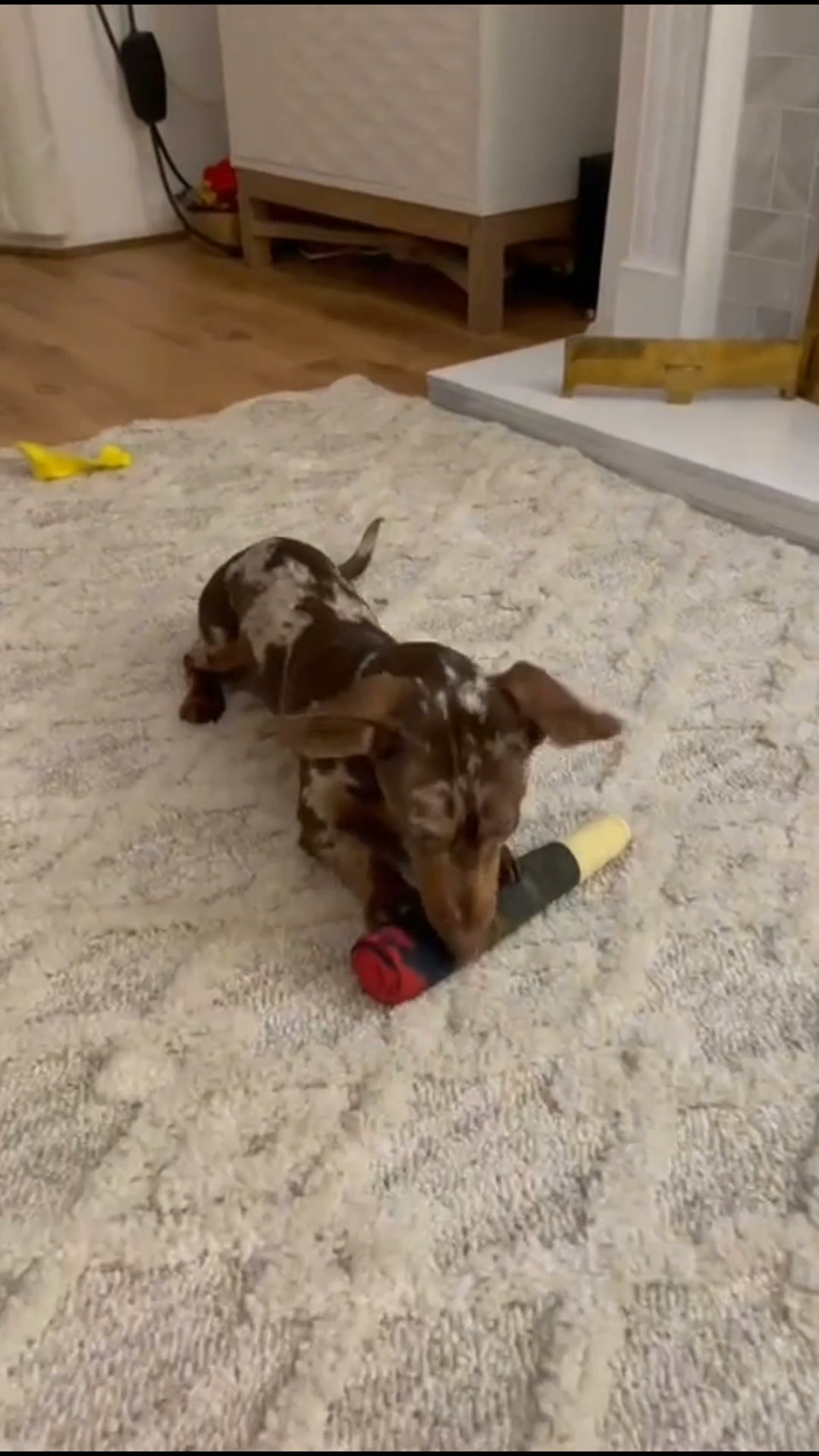 Pawgars™ | Cigar Chew Toy