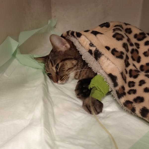 Read if your cat needs their teeth cleaned