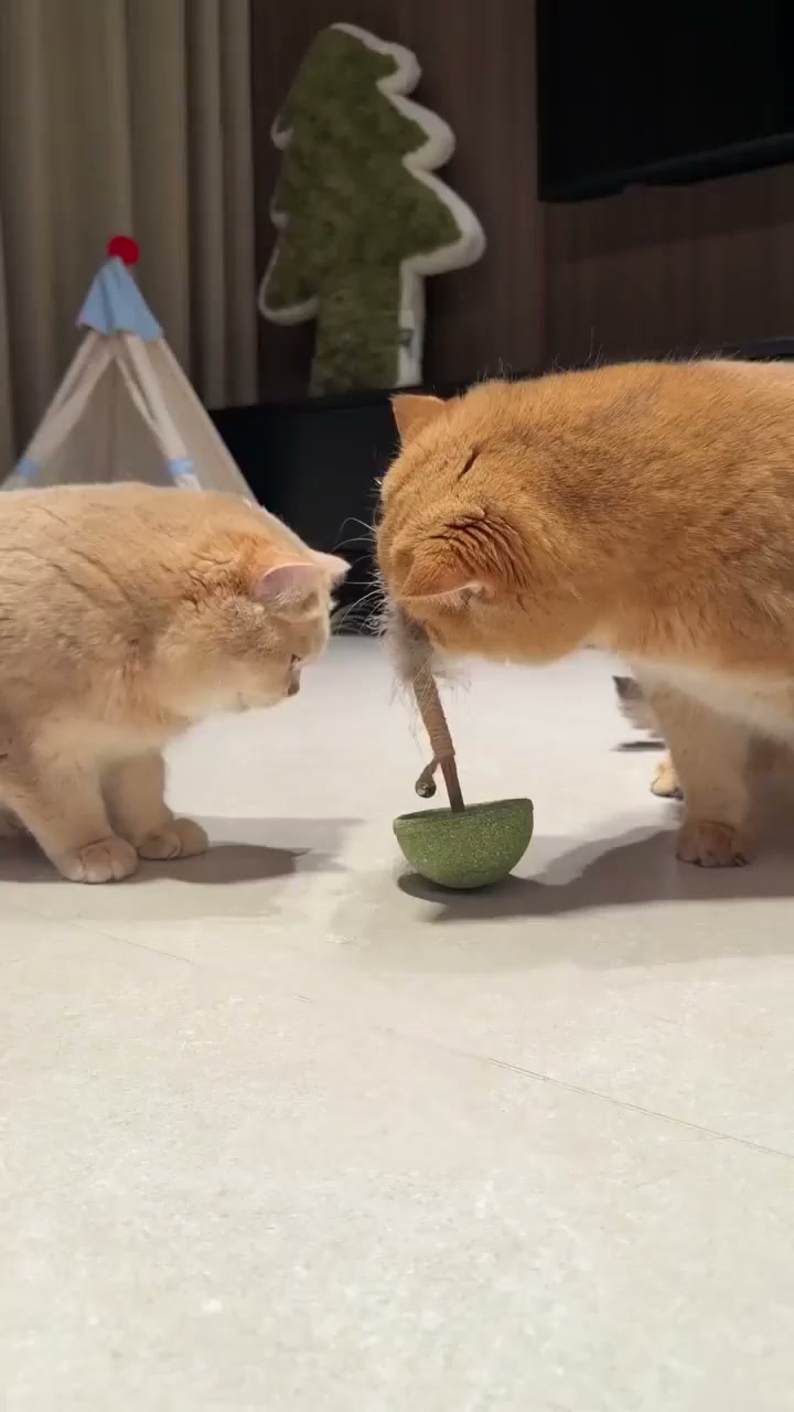 #1 Zahnspaß für Katzen