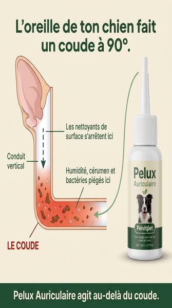 L'oreille fait un coude à 90°