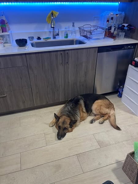 Read this if your dog is struggling on the stairs