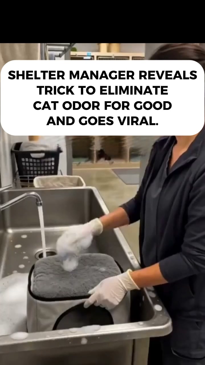 What Happens to Your Nose After Living With Cats for a Year