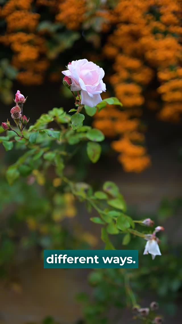Anúncio de Abbey Perfumery