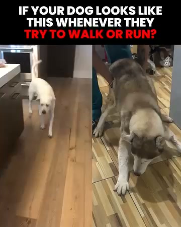 Vet reveals simple fix for dog joint pain