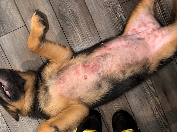 Schau dir das an, bevor du die nächste Tierarztrechnung bezahlst