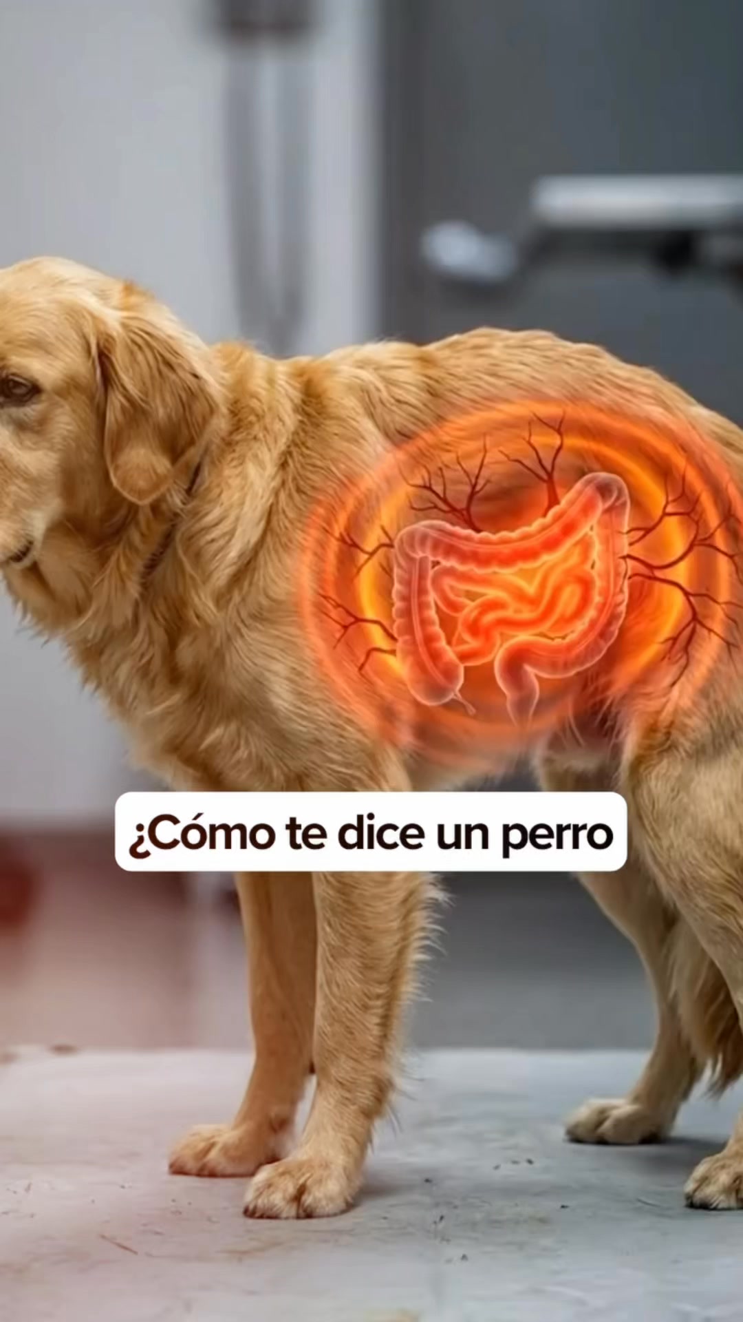 +50.000 perros ya lo usan