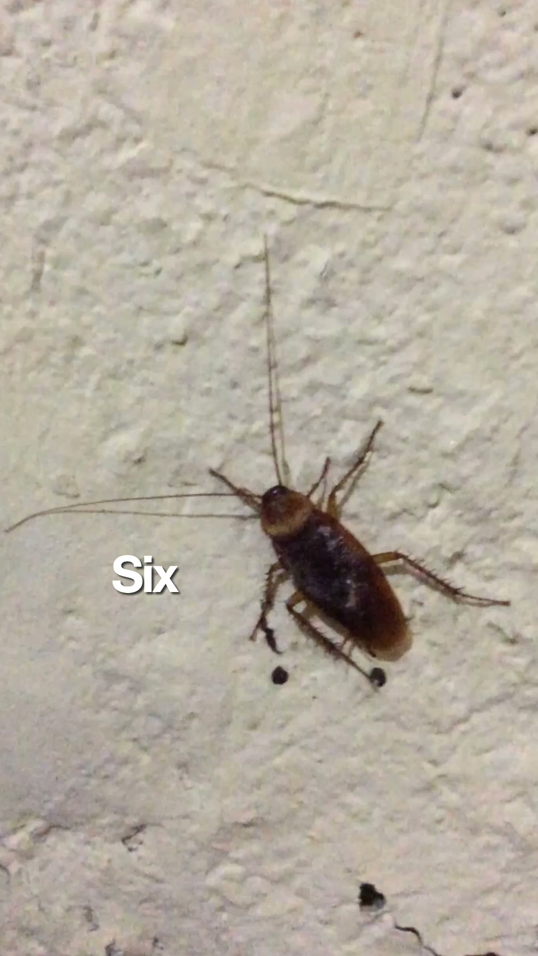 Banish Roaches For Good