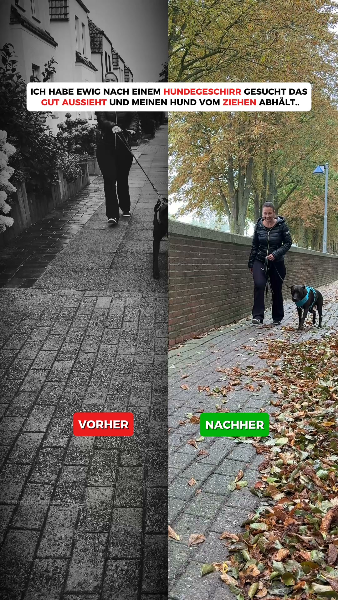 Endlich entspannt Gassi gehen