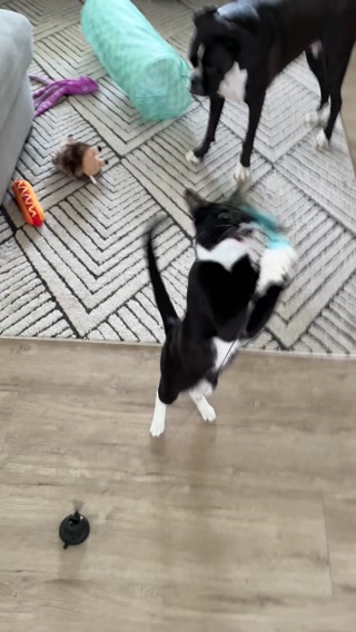 Trusted by Cat Lovers, Loved by Kitties!