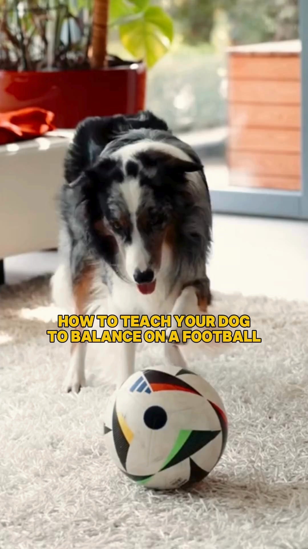 NEW: Smart Dog Tricks - $19