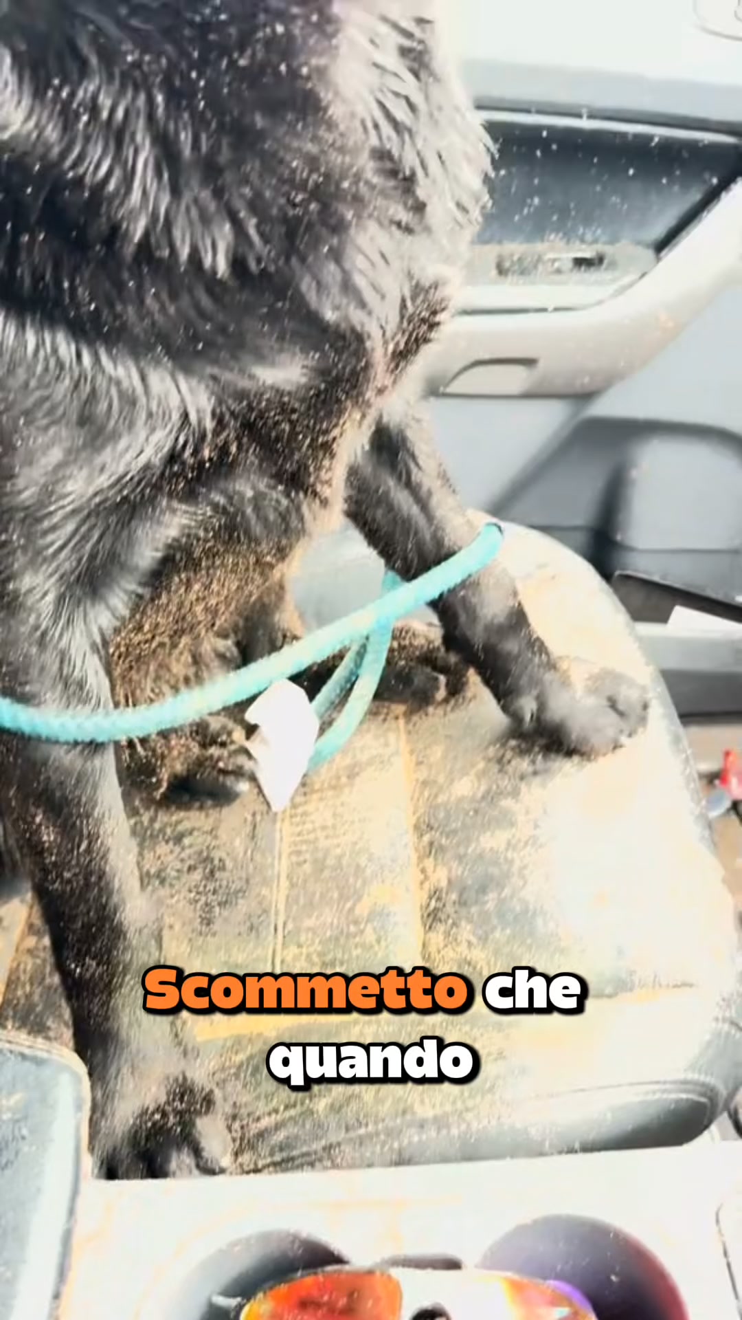 Spedizione Gratuita