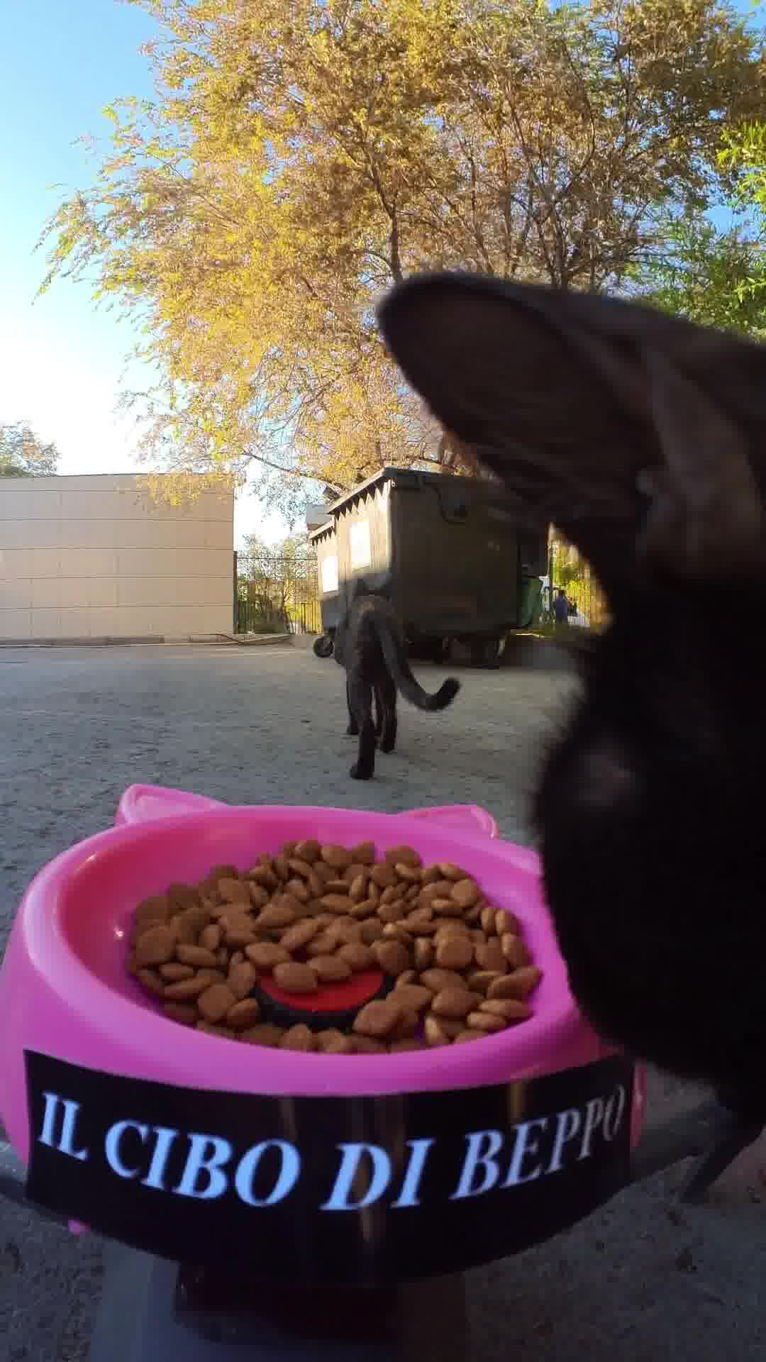 Cibo di qualità per il tuo gatto