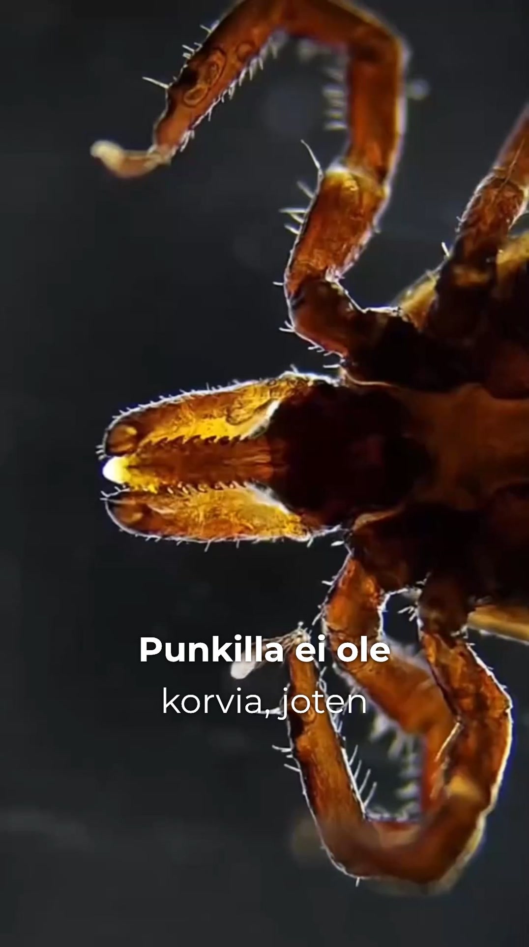 Kaksi yhden hinnalla – punkkisuoja