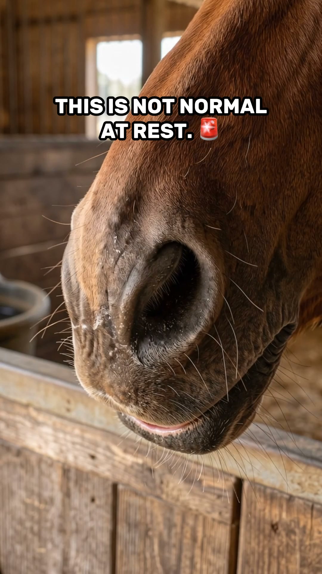Chevaroo Equine Nebulizer