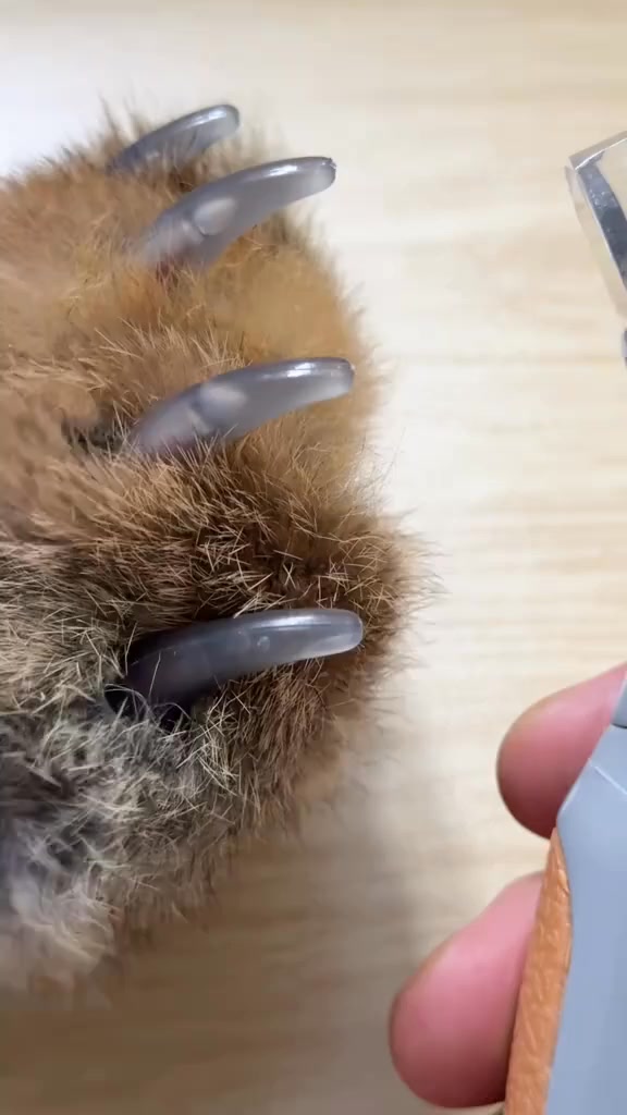 LED Light Pet Nail Clippers - 5X Magnification