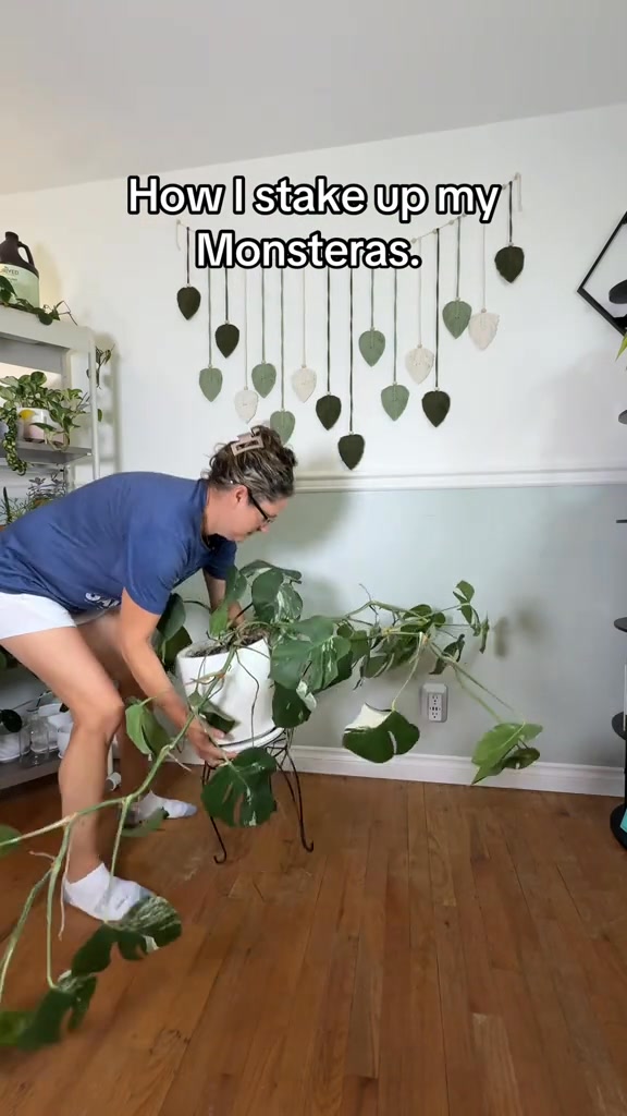Adjustable Plant Support Stakes – Easy Climbing Support for Indoor & Outdoor Plants