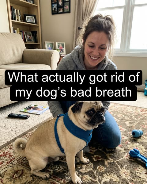 Clean your dog's teeth