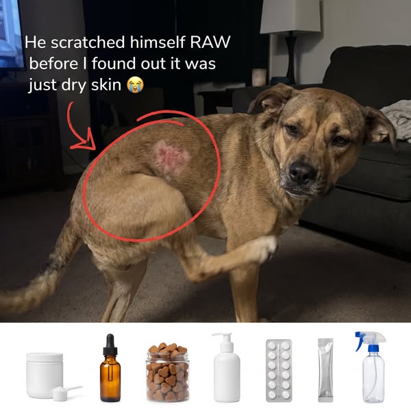 Stop the Scratch? 5 Collagen Supplements for Itchy Dogs
